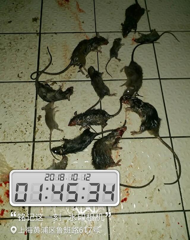 滅鼠案例2