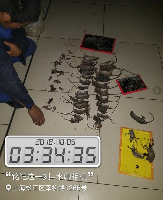 滅鼠案例3